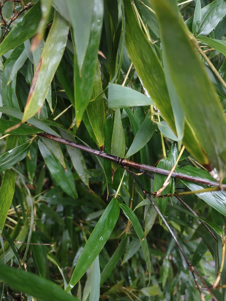 Paquete de 1-12 rizomas de bambú negro (Phyllostachys nigra) • raíz desnuda • crecimiento rápido Foto 3 de 4