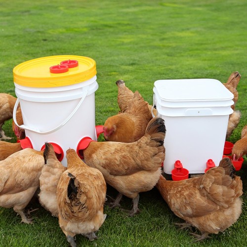 Alimentador de Pollos Sin Residuos Alimentador Automático de Aves Hágalo Usted Mismo Alimentador de Pollos y Riego - Imagen 6 de 6