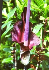 2 Small AMORPHOPHALLUS RIVIERI KONJAC Dormant Bulb, (Voodoo Lily) Arisaema
