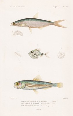 Salmo dentex Steronptyx hemigymnus fish Fische engraving Stahlstich Cuvier 1849