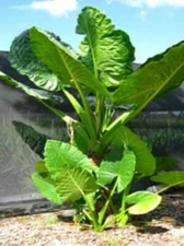 *BORNEO GIANT* Huge ELEPHANT EAR Taro Alocasia Macrorrhiza Rooted Starter Plants
