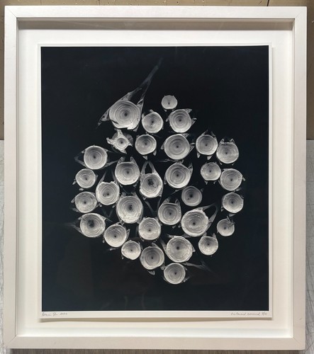 PATRICIA SILVA Overland Commune SPINE Vertebrae Abstract CONTEMPORARY Photograph - Picture 2 of 11