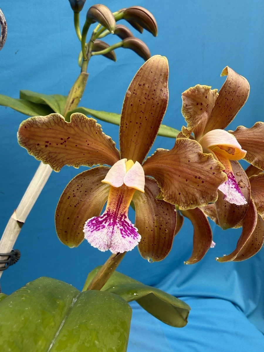 25+ Cattleya Evergreen Orchids for sale | Updated Oct 2026