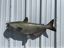 34" Channel Catfish Full Mount Replica - Quick Production