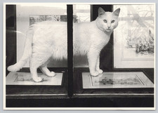 Postcard Art Card White Cat Walking On Framed Art Photo Jack Jacobs 1979