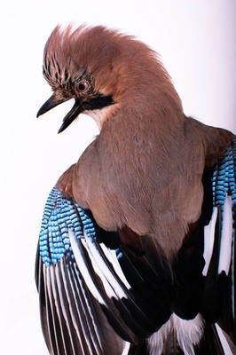 Taxidermy Bird Jay Wall mount Small Colorful Stuffed Animal Garrulus glandarius