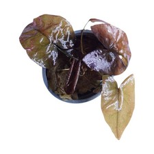 Tiger Lotus Aquarium Freshwater Live Plants