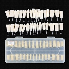 Dental Replacement 32PCS Teeth Model for Kilgore Nissin 200 Type Typodont Screws