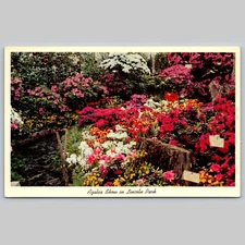 Postcard Azalea Show Lincoln Park Conservatory Chicago Illinois