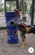 6 Indio Gigante Hatching Eggs Giant Tallest Bigger longest breed Huge BluenGreen