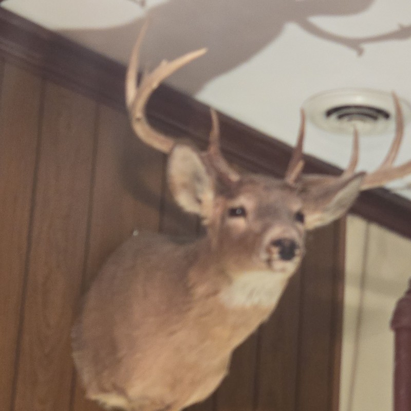 Deer Mount