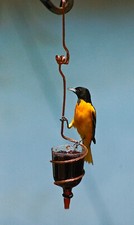 Oriole Jelly Feeder with a Twist