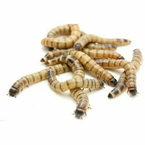 100 live Mealworms, small 1/4inch home raised gut loaded healthy FREE
