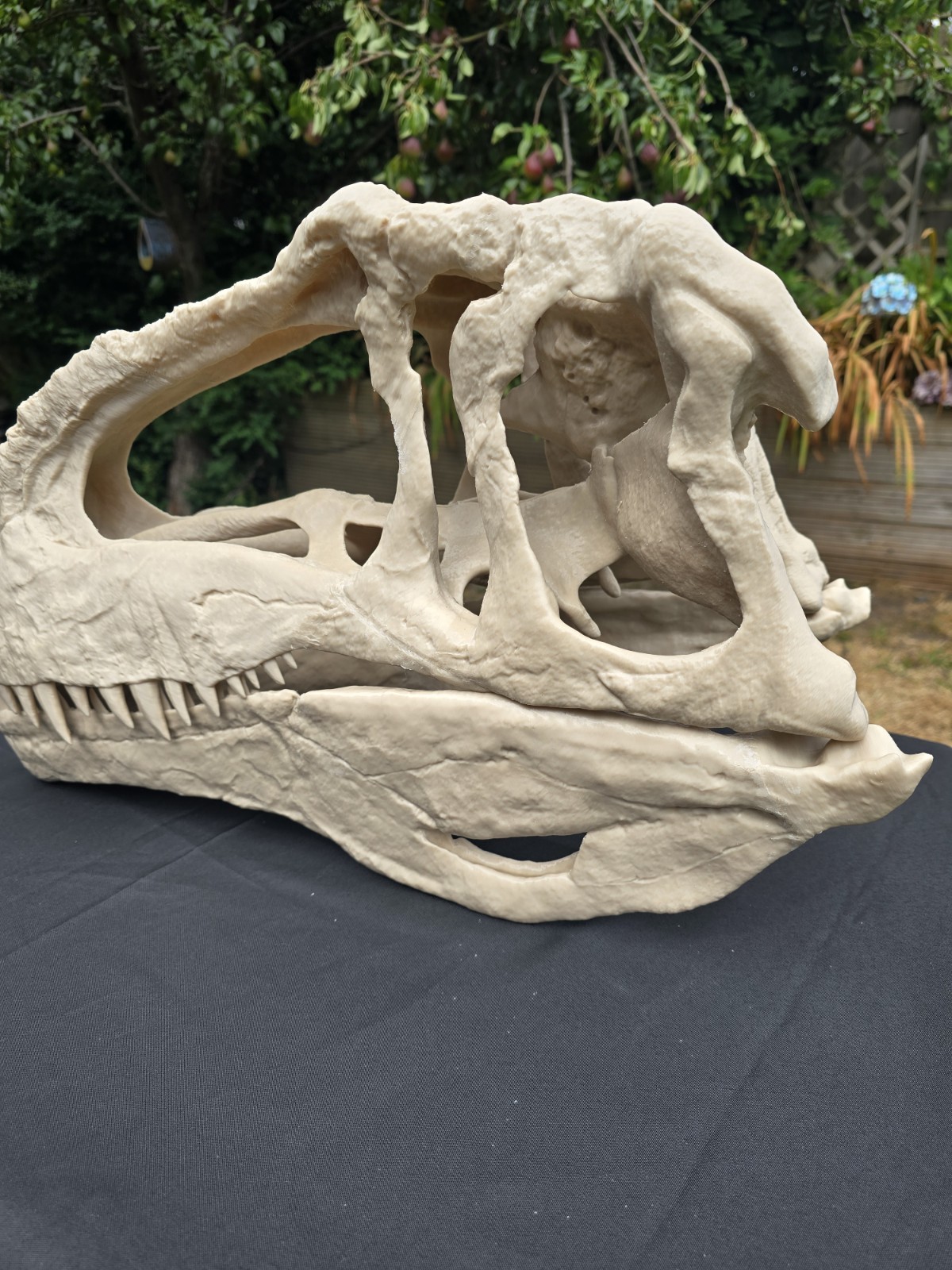 Giganotosaurus Dinosaur Skull  Large Replica, Fossil, Collectables