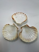 Large Natural White REAL Scallop Shells 5  Sea Beach Decor Crafts Dish Set Of 3