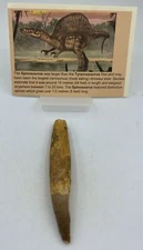 Spinosaurus Teeth Dinosaur F0SSIL Before T Rex Cretaceous K491