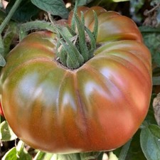 Black Pineapple Ananas Noire Heirloom Tomato Seeds  Organic  Rare