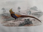 GOLDEN PHEASANT BIRDS OF CHINA ENGRAVING COLORS 1848 BUFFOON ORNITHOLOGY B45