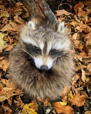 Raccoon sporran masked sporran Scottish for kilt bag gaelic celtic fur sporran