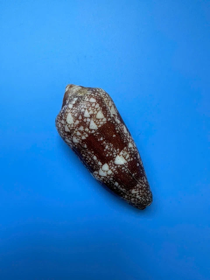 92.3mm | Conus Magnificus | MAX size!!! | Nice colour | Polished lip - Image 3 of 4