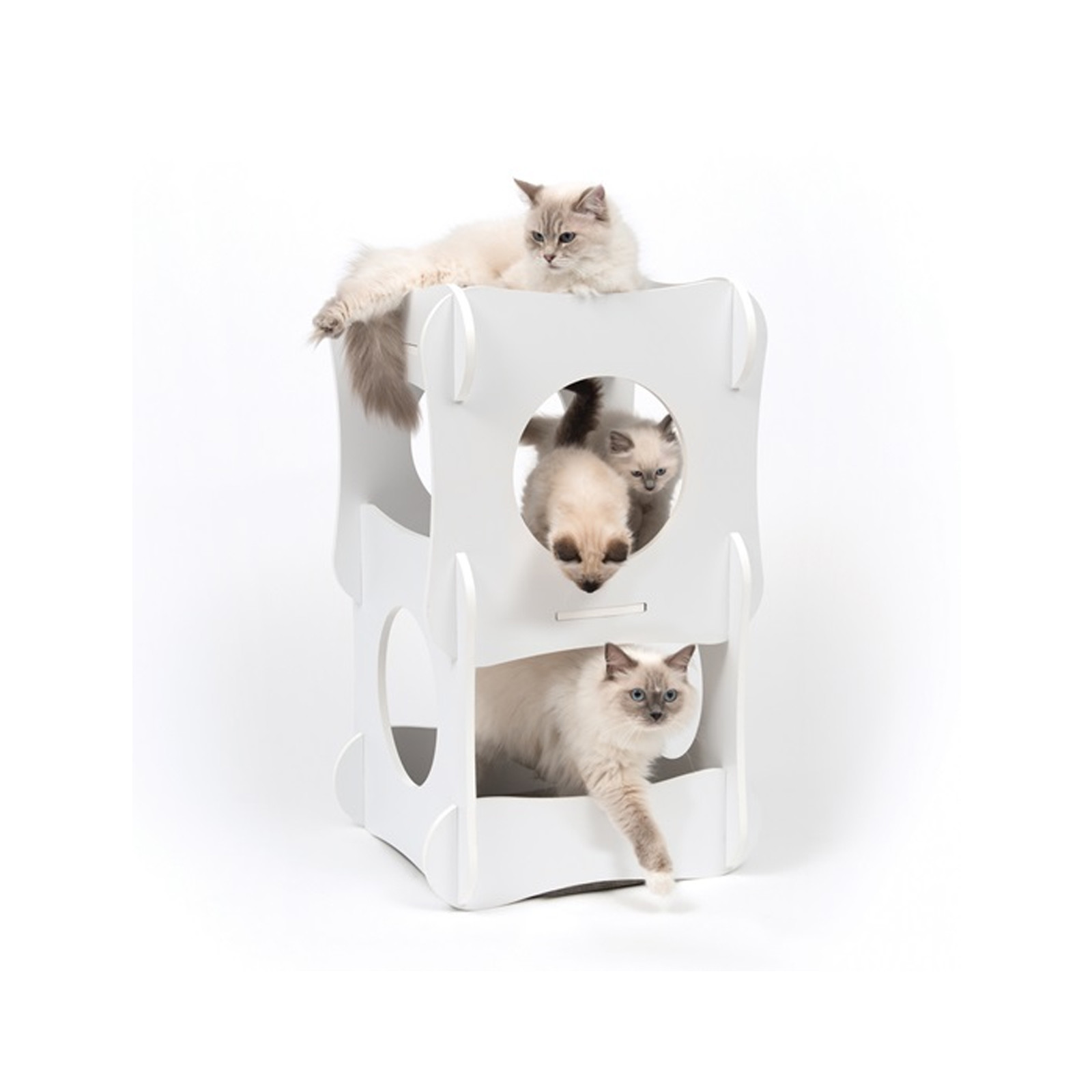 white cat condo