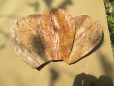 100 Indian Almond Leaves  Seemandelbaum Dried Catappa Ketapang fish Aqurim