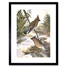 Painting Animal Cedar Waxwing Birds Winter Horsfall Framed Wall Art Print