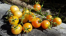 10 graines de tomate Mirabel Blanche heirloom tomato seeds méth.bio