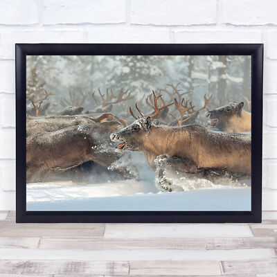 Rentiere III Tier Tiere Rentier Winter Schnee Hirsch Russland Zunge Kunstdruck