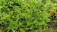 Live Fern Moss. Carpetting Moss. Terrarium, Vivarium Etc. Plus Grow Guide