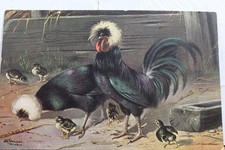 Art Chicken Chicks Postcard Old Vintage Card View Standard Souvenir Postal Post