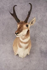 Pronghorn Antelope SKU 3277