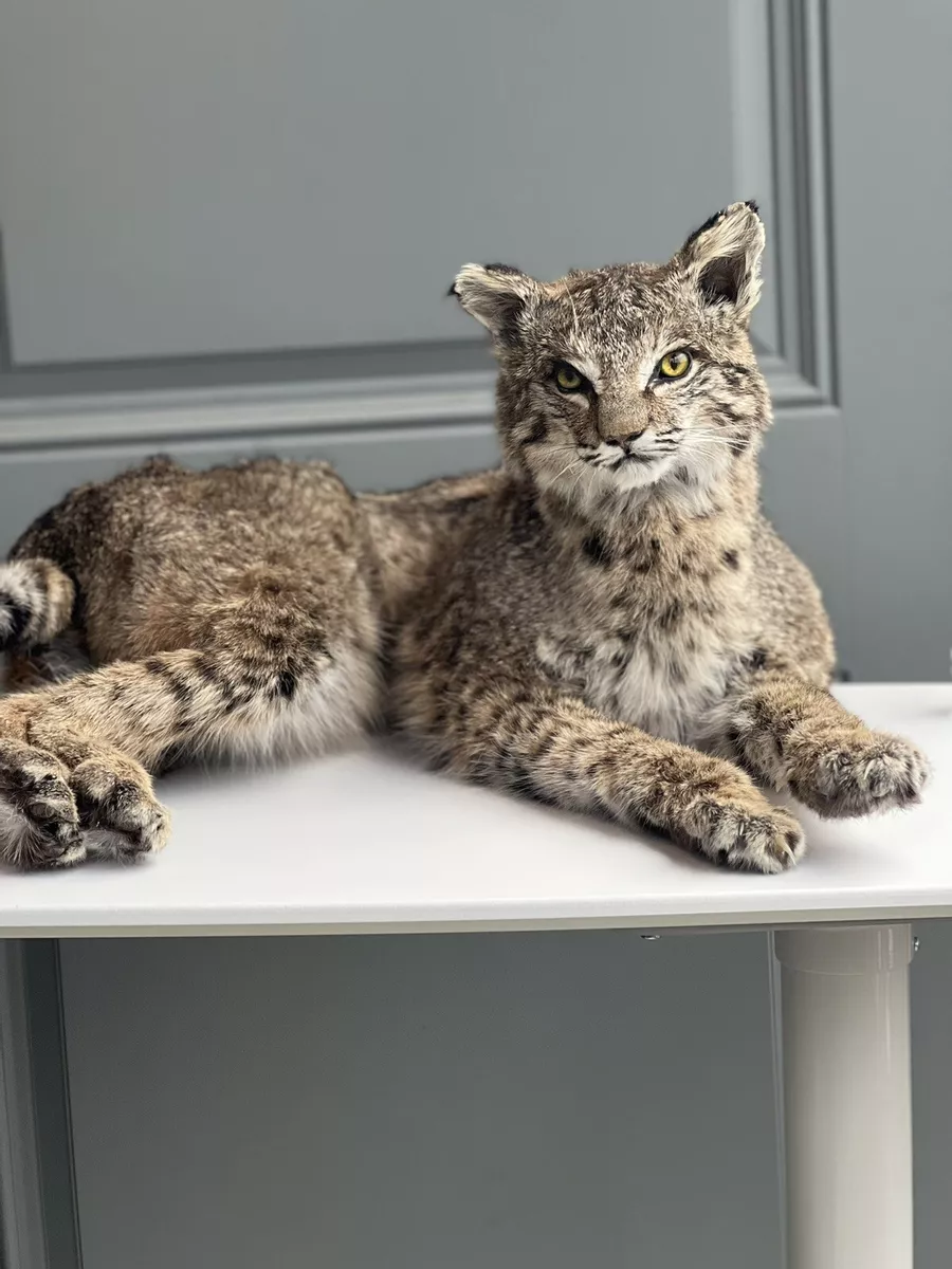 Stuffed bobcat on sale