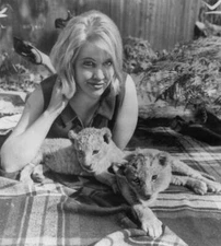 English actress Olivia Hamnett poses lion cubs Oka & Vango who - 1964 Old Photo