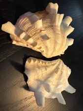 Fluted Giant Clam Shell (Tridacna squamosa) – Natural Marine Specimen