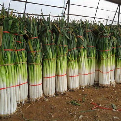 Giant Scallion Seeds Green Onion Vegetable Allium Fistulosum Big Scallion Seeds Giant Scallion Seeds Green Onion Vegetable Allium Fistulosum Big Scallion Seeds