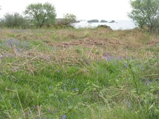 Photo A3 Willows, bracken and bluebells Ardbeg/NR4146 Looking out to  c2014