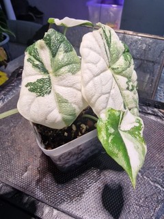 Alocasia Melo Albo Juvenile Rare Alocasia Plant With New Growth