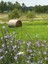 What The Hay Records
