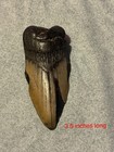 RARE Megalodon Fossilized Tooth Giant 5 x 3.5 Inches. Very Unique. — photo 1