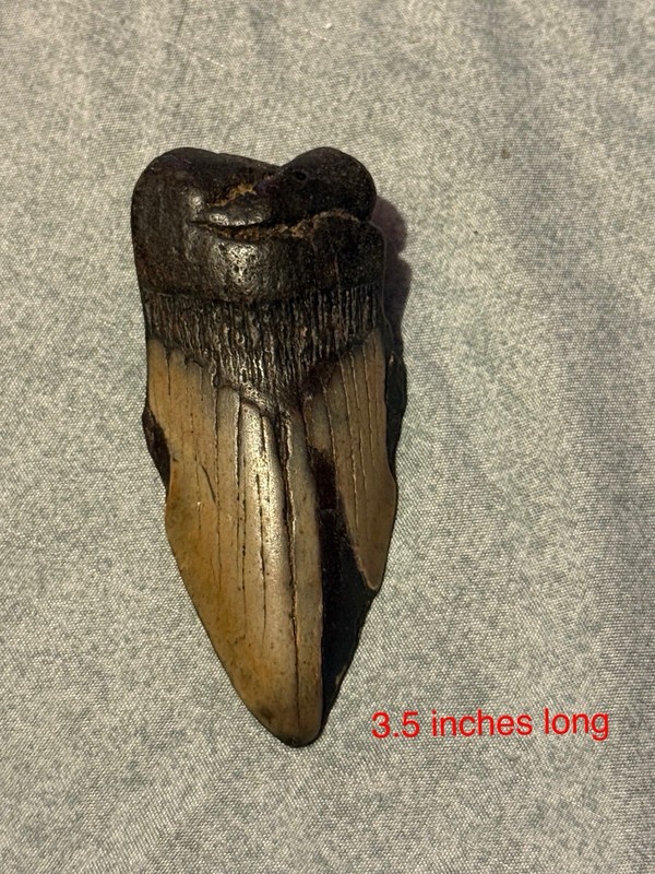 RARE Megalodon Fossilized Tooth Giant 5 x 3.5 Inches. Very Unique.