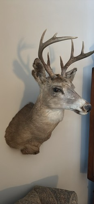 #ad Vintage Whitetail Deer Mount $200.00