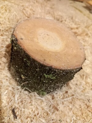 Rowan Wood Log With Bark Length 2'' / 5cm, Mountain Ash Ring box, Candle Holder