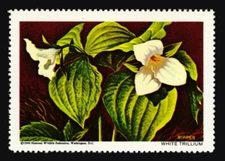National Wildlife Federation Stamp - 1968 MNH - White Trillium