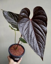 Anthurium Modeanum Beautiful Leaves Rare Tropical Plant