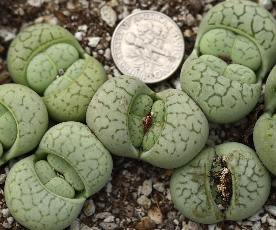 Plant - one - Dinteranthus vanzylii 'Emerald' - Image 4 of 4