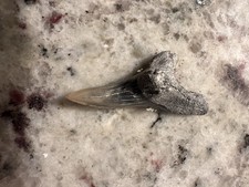 Beautiful Hemi Shark Tooth Fossil