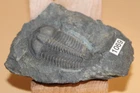 Conocoryphe Sulzeri Middle Cambrian Trilobite - Collection 1169 Bohemia