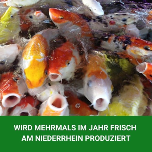 10 kg KENKOU Special Spirulina alimento para koi - 6 mm alimento flotante para peces fuertes - Imagen 5 de 9