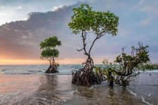 Plant a Mangrove Tree offset 680 LBS. of Co2  CHARITY 
